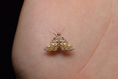 Paracymoriza prodigalis