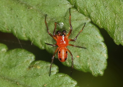 Small Orbweaver