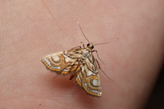 Paracymoriza prodigalis