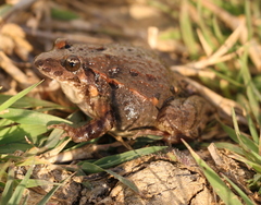 Discoglossus scovazzi