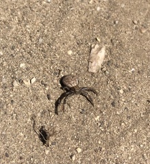 Xysticus californicus