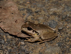 Ranoidea lesueuri