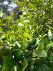 Citrus × microcarpa