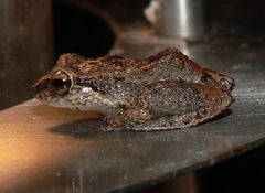 Eleutherodactylus johnstonei