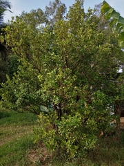 Citrus × microcarpa