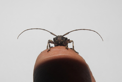 Lagocheirus araneiformis