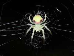 Araneus circulissparsus