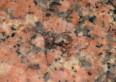 Lagocheirus araneiformis