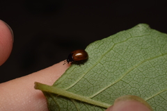 Gonioctena rubripennis