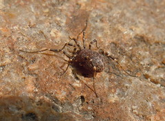 Egaenus convexus