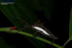 Aspilosterna albovittata