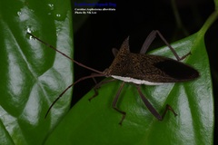 Aspilosterna albovittata