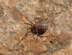 Egaenus convexus