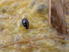 Coelostoma orbiculare