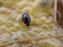 Coelostoma orbiculare