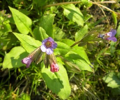 Pulmonaria mollis