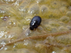 Coelostoma orbiculare