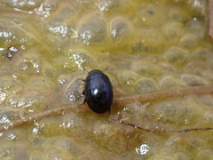 Coelostoma orbiculare