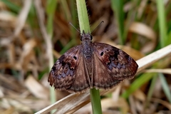 Chiomara basigutta