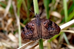 Chiomara basigutta
