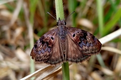 Chiomara basigutta