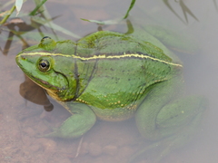 Euphlyctis hexadactyla