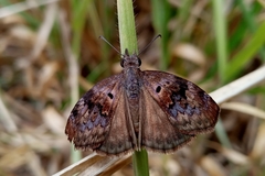 Chiomara basigutta