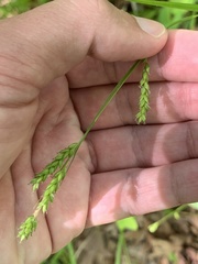 Carex oxylepis oxylepis