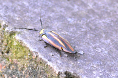 Rochaina mexicana