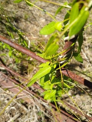 Metastelma barbigerum