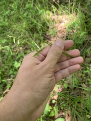 Carex oxylepis oxylepis