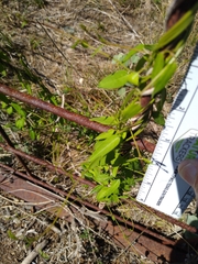 Metastelma barbigerum