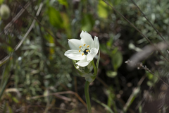 Ornithogalum arabicum