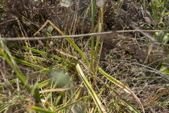 Ornithogalum arabicum