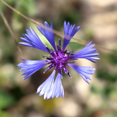 Centaurea cyanoides