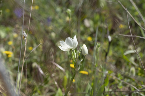 Image of Ornithogalum arabicum by (c) Eleftherios Katsillis, some rights reserved (CC BY)