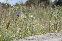 Ornithogalum arabicum