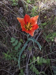 Tulipa