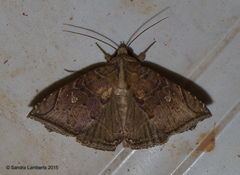Ophisma