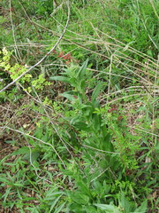 Borodinia missouriensis