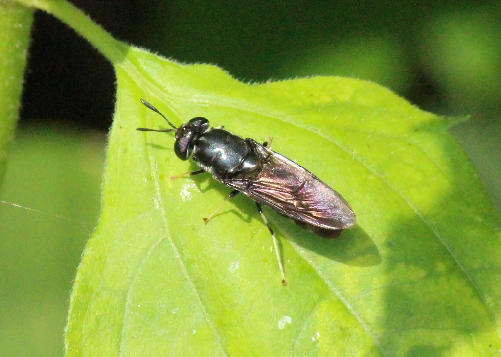 Hermetiinae