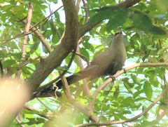 Phaenicophaeus tristis