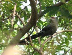 Phaenicophaeus tristis