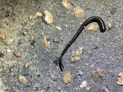 Haemopis