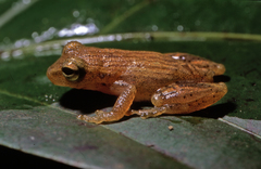 Dendropsophus haraldschultzi