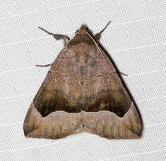 Dysgonia monogona