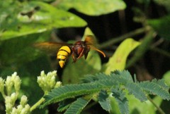 Delta pyriforme pyriforme