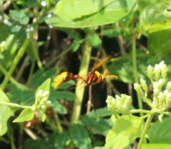 Delta pyriforme pyriforme