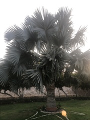 Bismarckia