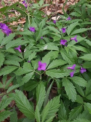 Cardamine glanduligera